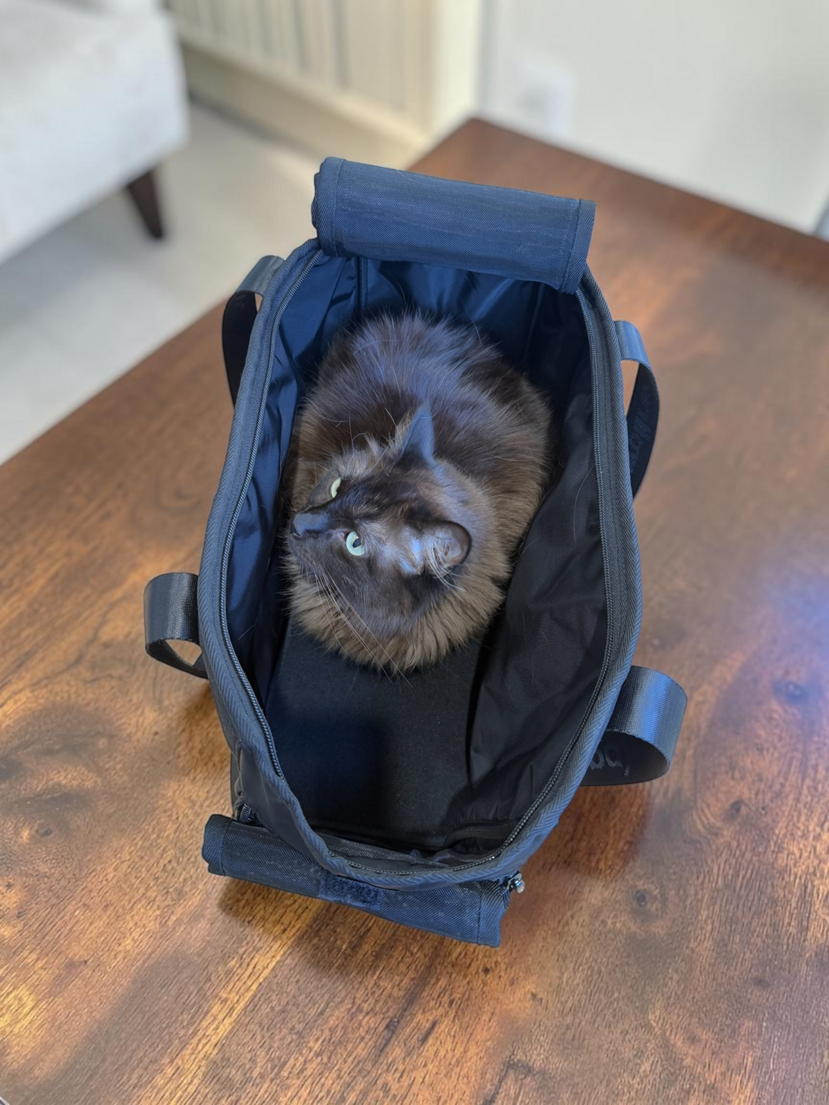 Pet Travel Carrier - Black
